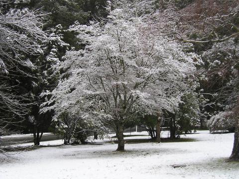 Image is a photo of a maple tree in the winter. The ground and the branches are snowy.